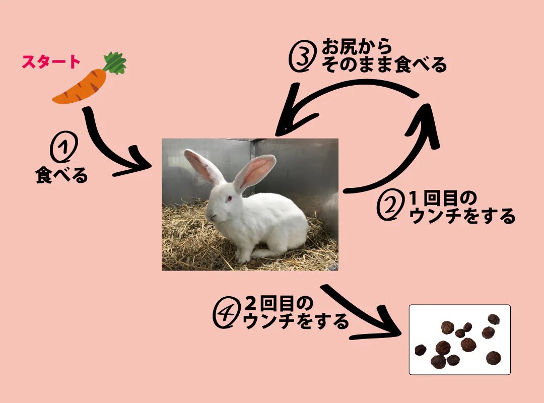 【観察】ウン、コれは知りたい!ウンチく話-かんがえてみよう⑧