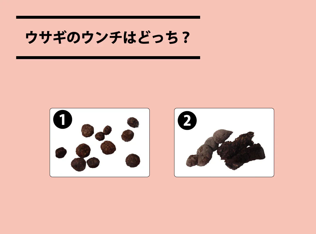 【観察】ウン、コれは知りたい!ウンチく話-かんがえてみよう⑥