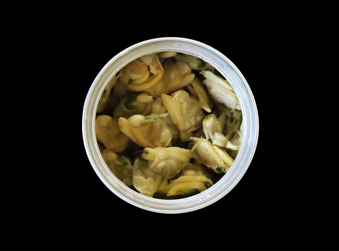 【観察】海のおいしい豆ちしき―アサリ―みてみよう⑪