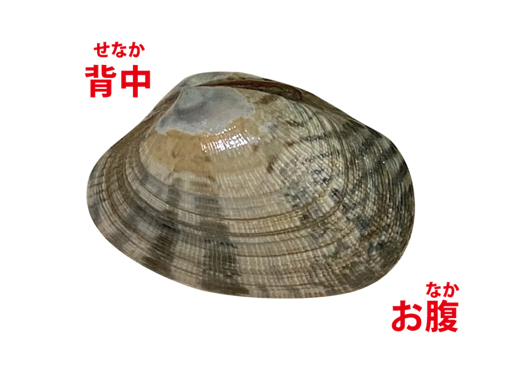 【観察】海のおいしい豆ちしき―アサリ―みてみよう⑨