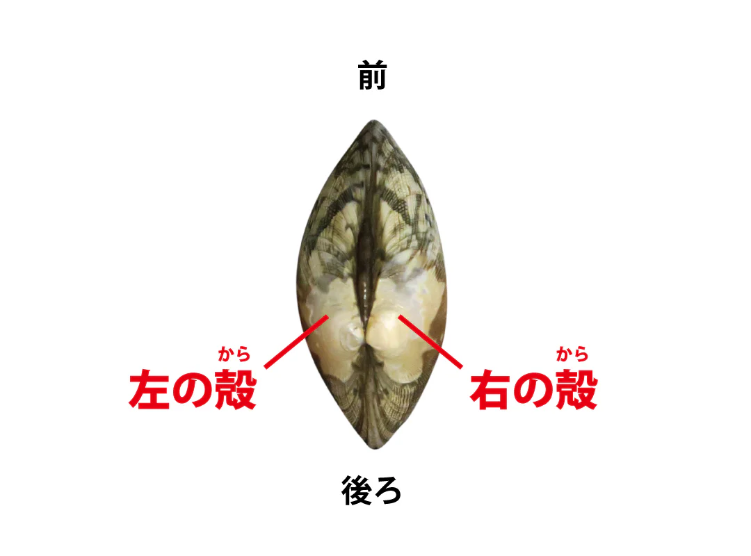 【観察】海のおいしい豆ちしき―アサリ―みてみよう⑩