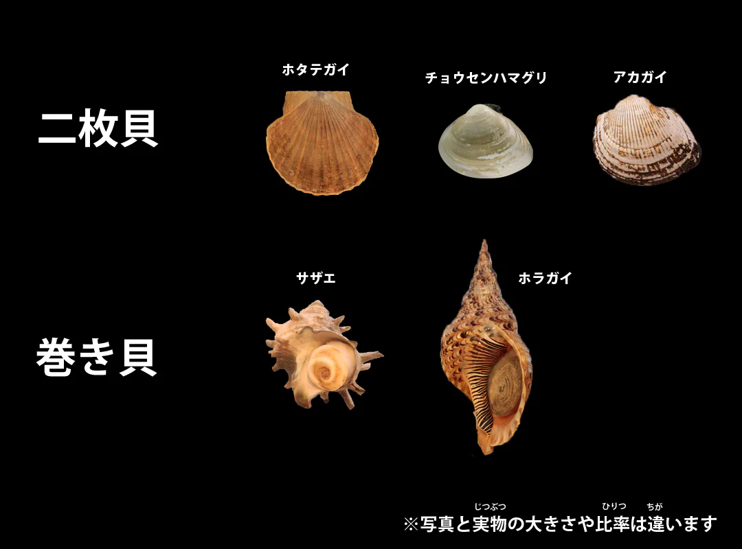 【観察】海のおいしい豆ちしき―アサリ―みてみよう⑤