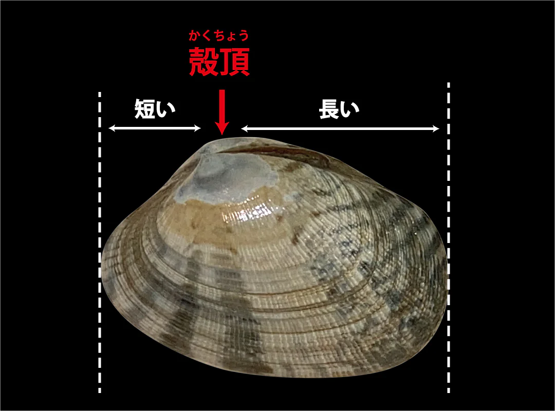 【観察】海のおいしい豆ちしき―アサリ―みてみよう⑦
