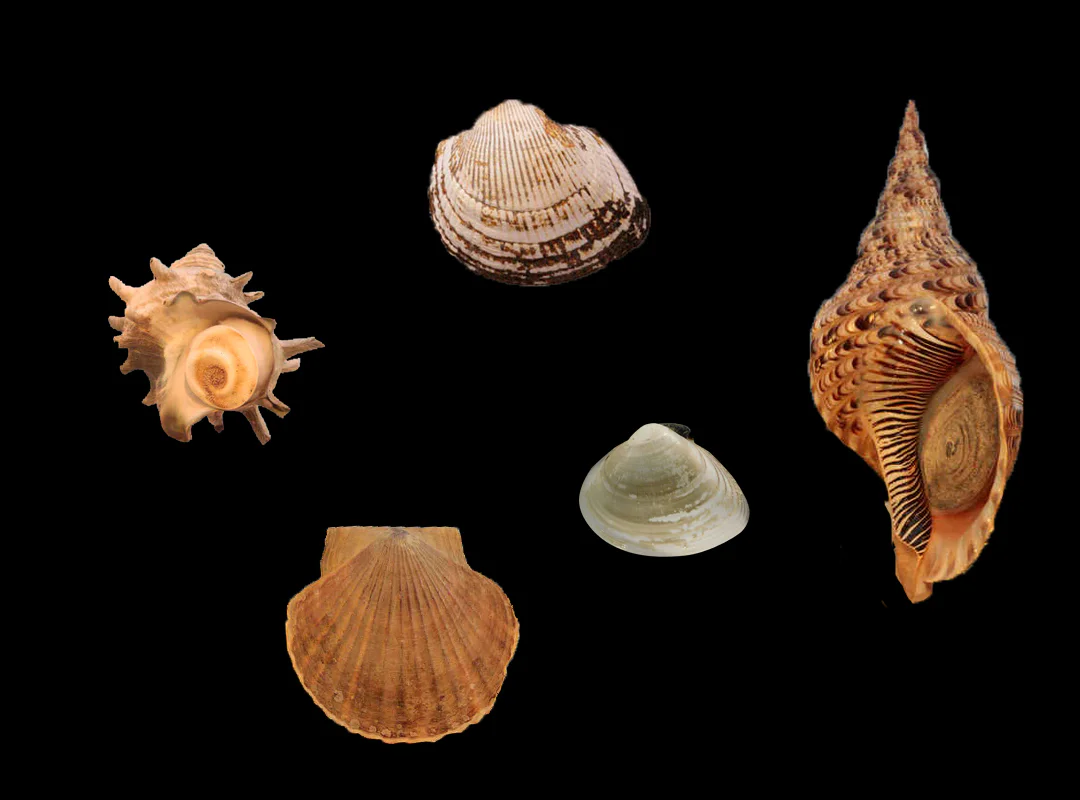 【観察】海のおいしい豆ちしき―アサリ―みてみよう②