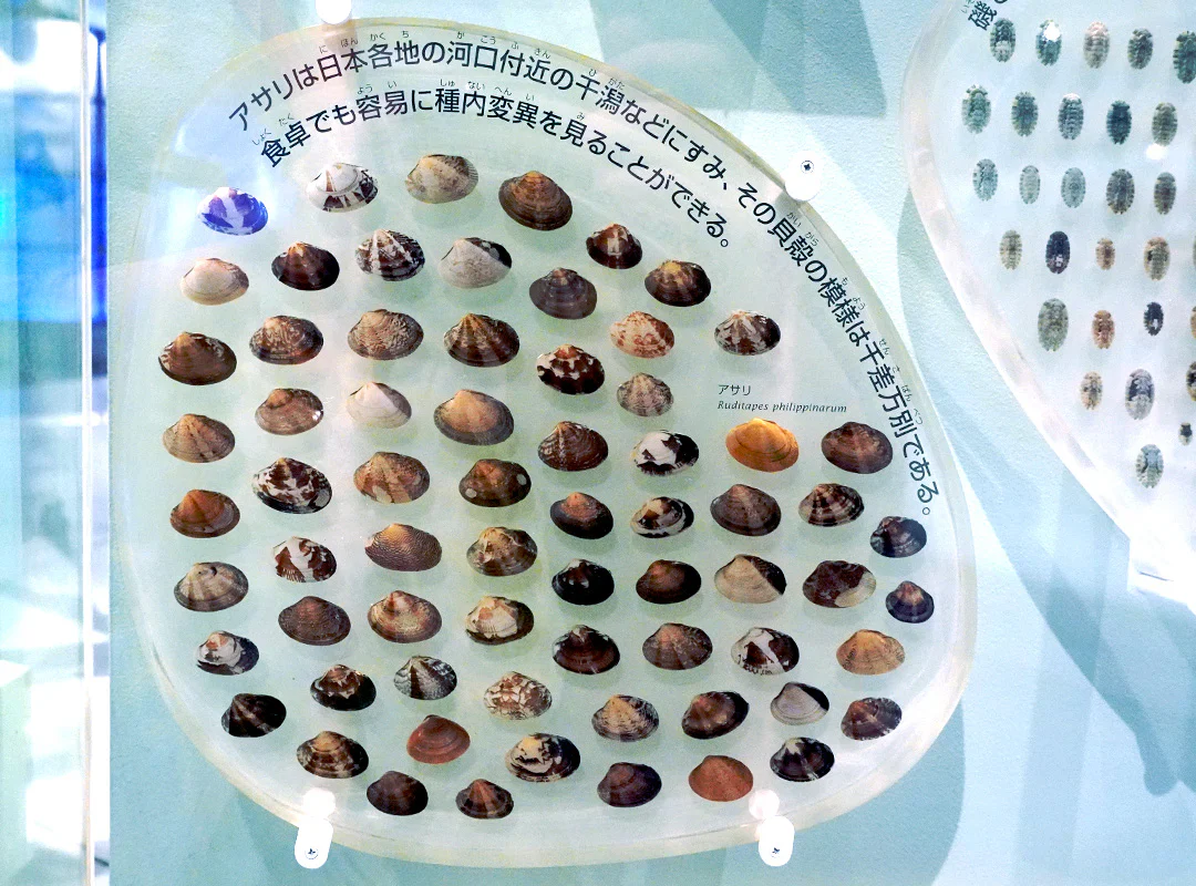 【観察】海のおいしい豆ちしき―アサリ―みてみよう①