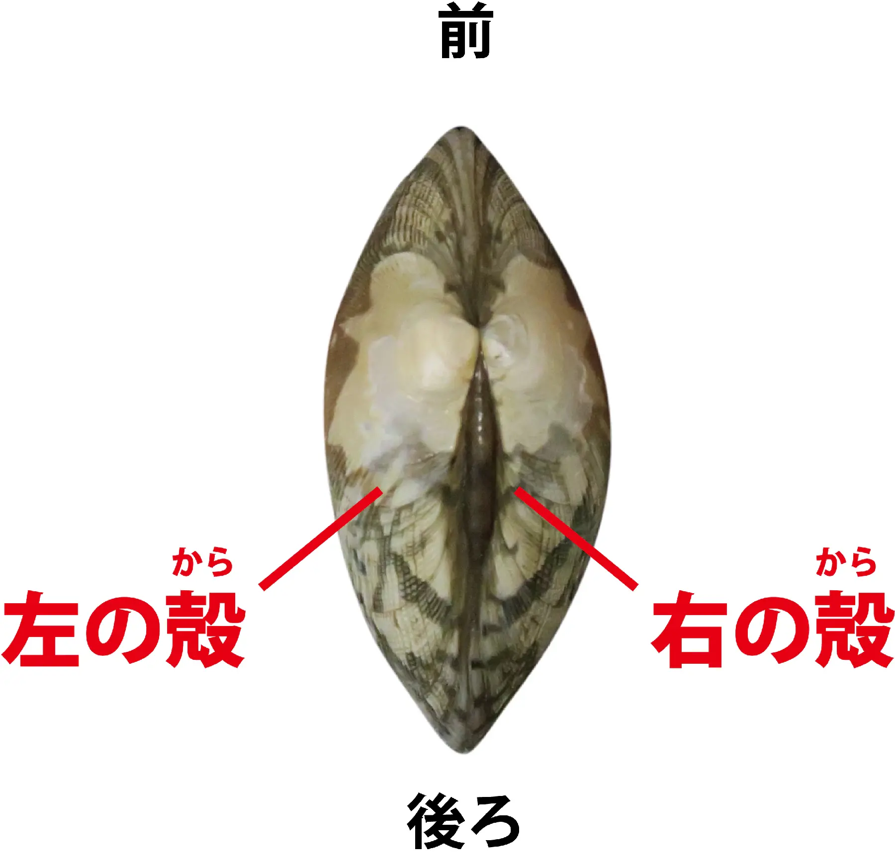 修正版1_08_右殻左殻