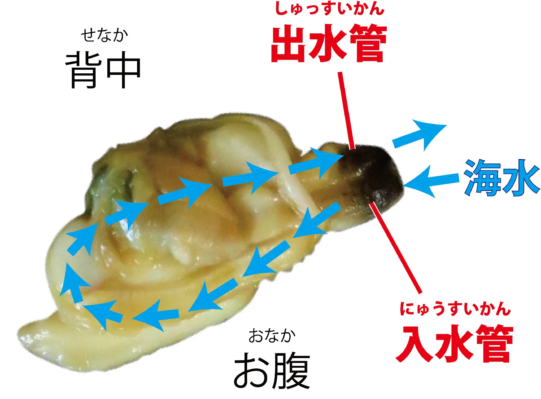 修正版1_10_海水流れ