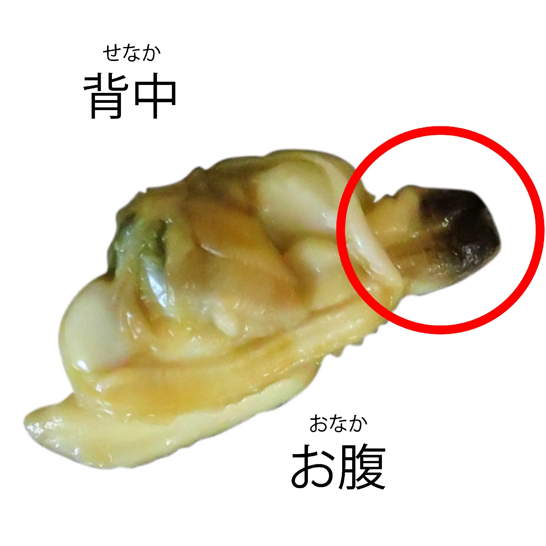 修正版1_09_貝の中身