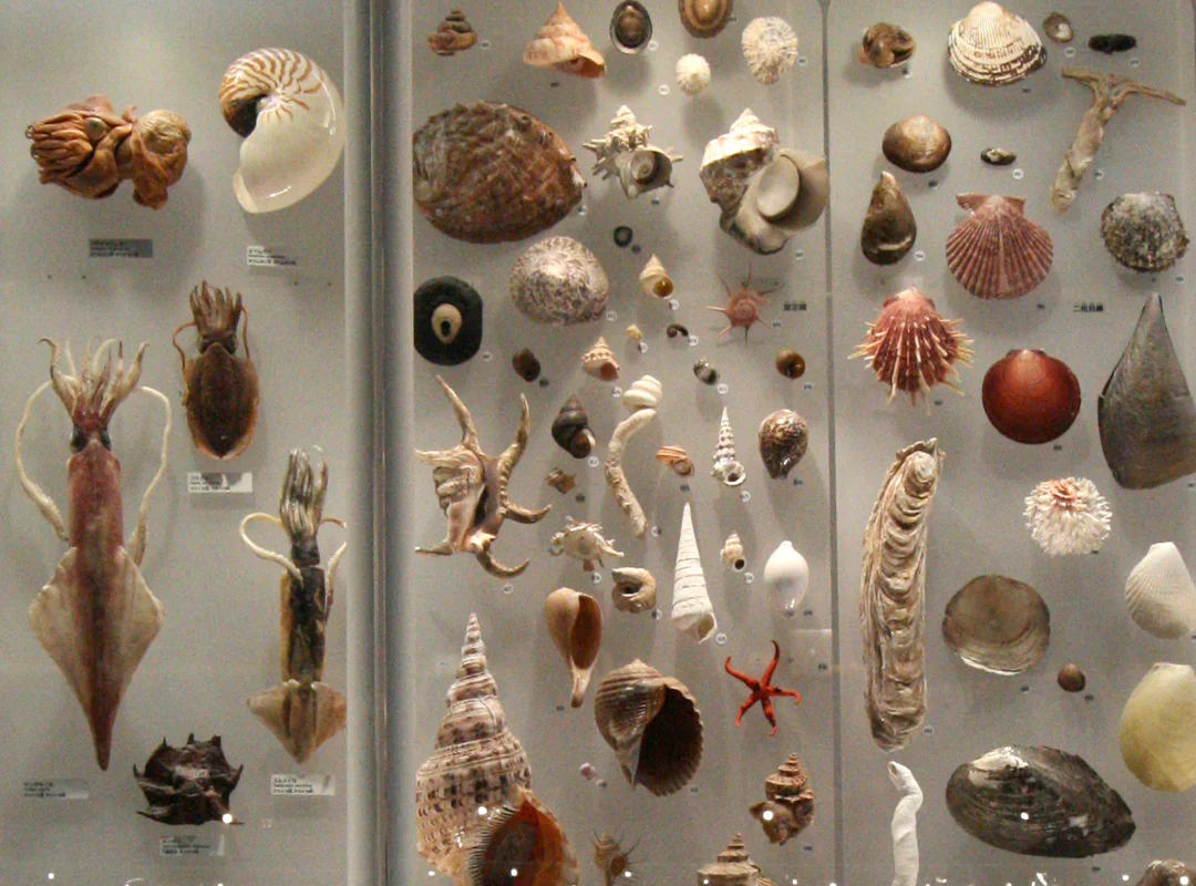 【観察】海のおいしい豆ちしき―アサリ―かんがえてみよう⑩