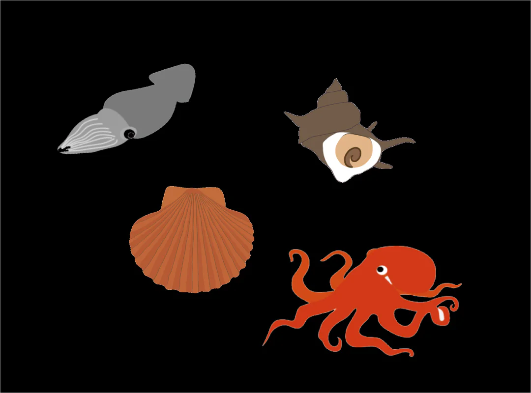 【観察】海のおいしい豆ちしき―アサリ―かんがえてみよう⑧