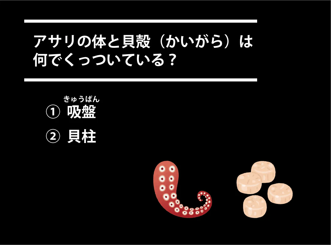 【観察】海のおいしい豆ちしき―アサリ―かんがえてみよう④