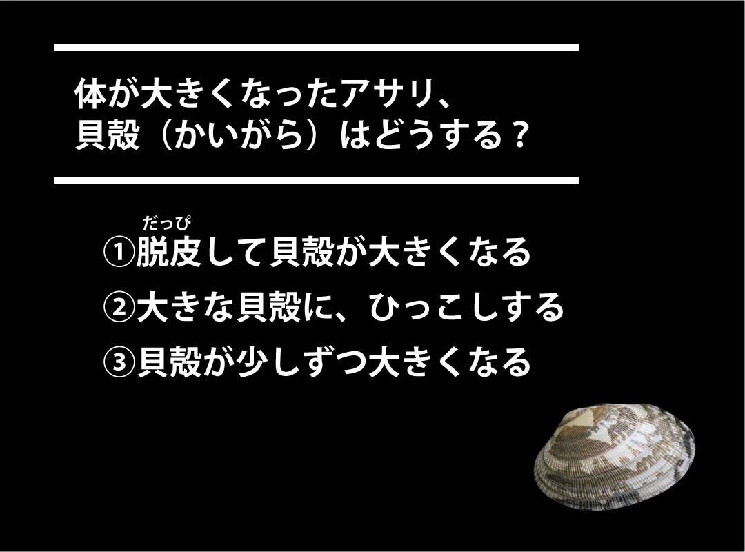 【観察】海のおいしい豆ちしき―アサリ―かんがえてみよう②