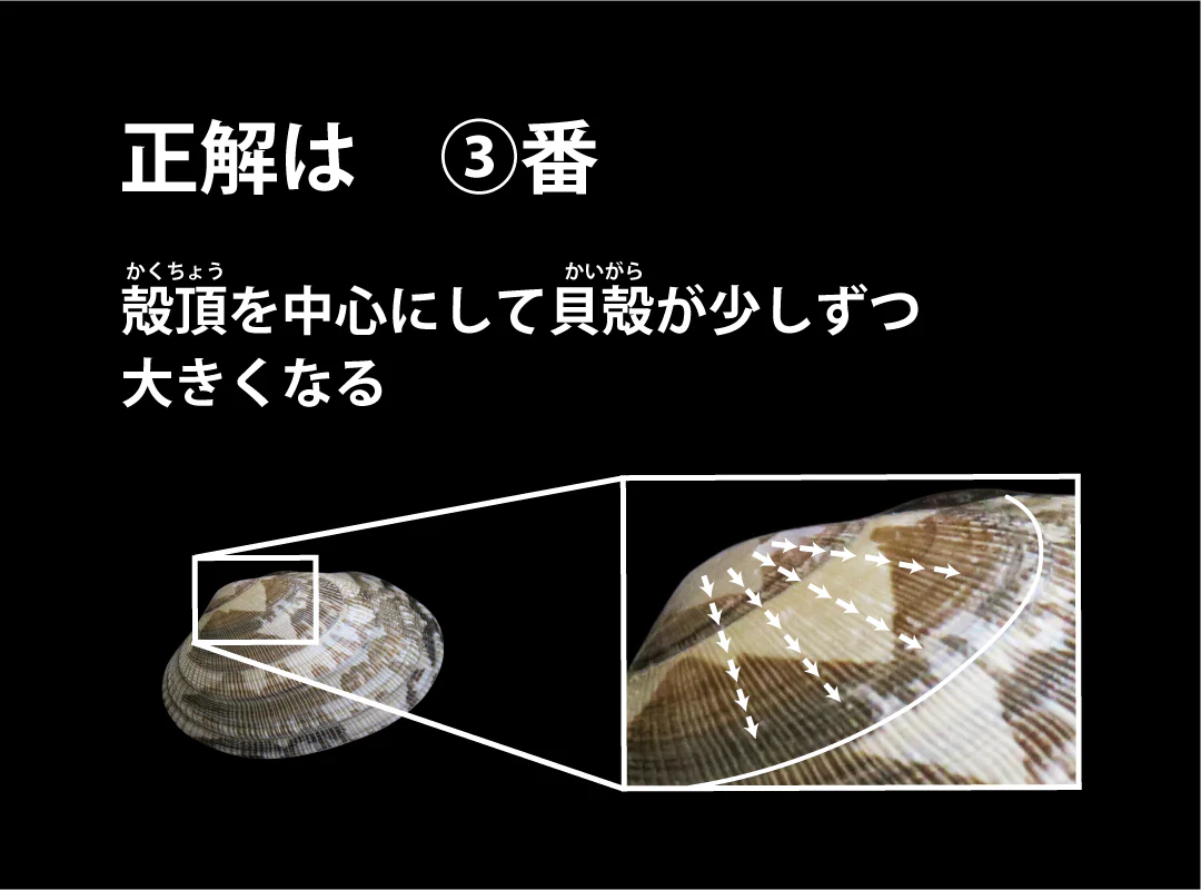 【観察】海のおいしい豆ちしき―アサリ―かんがえてみよう③