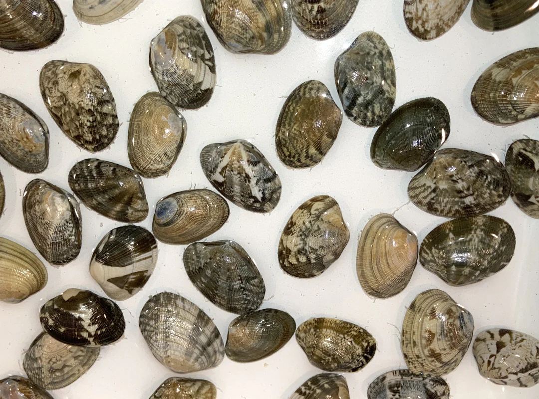 【観察】海のおいしい豆ちしき―アサリ―かんがえてみよう①