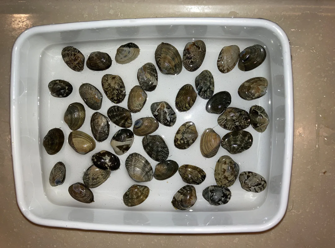 【観察】海のおいしい豆ちしき―アサリ―やってみよう④