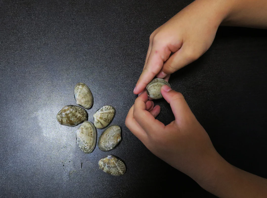 【観察】海のおいしい豆ちしき―アサリ―やってみよう①