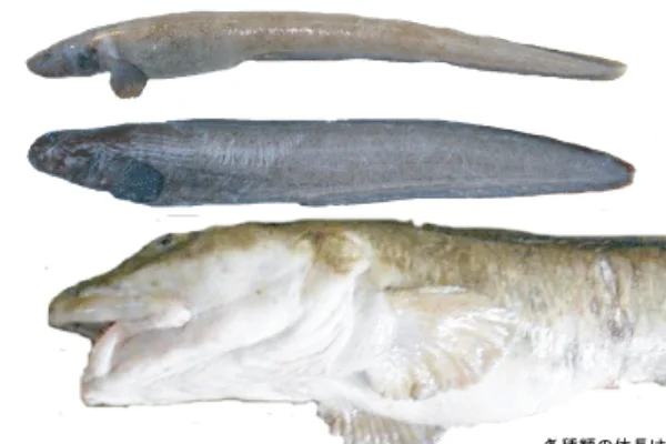 正体不明のゲンゲたち