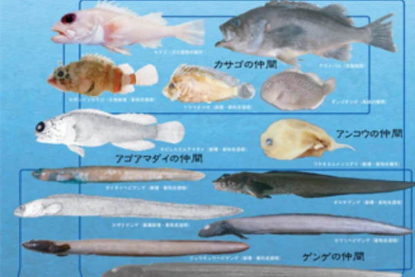 様々な形の魚