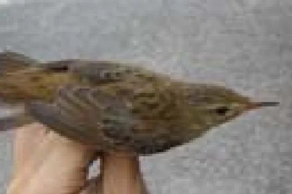 シマセンニュウ