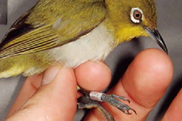 リュウキュウメジロ