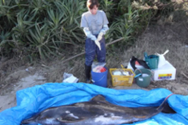 ストラティング個体_観察_田島