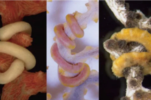 カセミミズのなかま3種