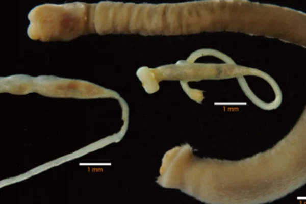 日本近海のケハダウミヒモ