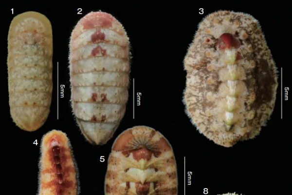 南西諸島のヒザラガイ類