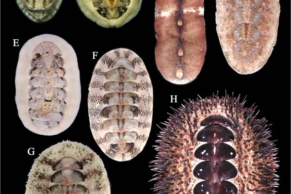浅海のヒザラガイ類