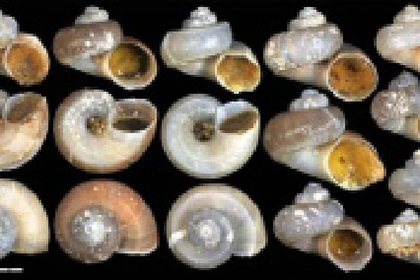 ハズレシタダミ