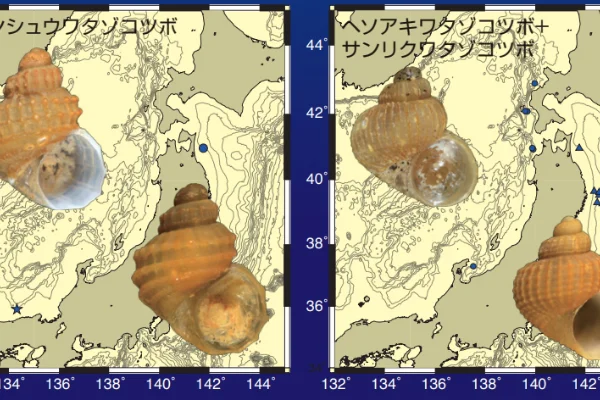 ワタゾコツボ_分布図