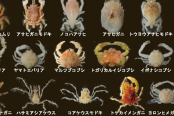 小笠原_新記録種