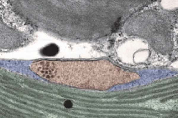 クリプト藻類の透過型電