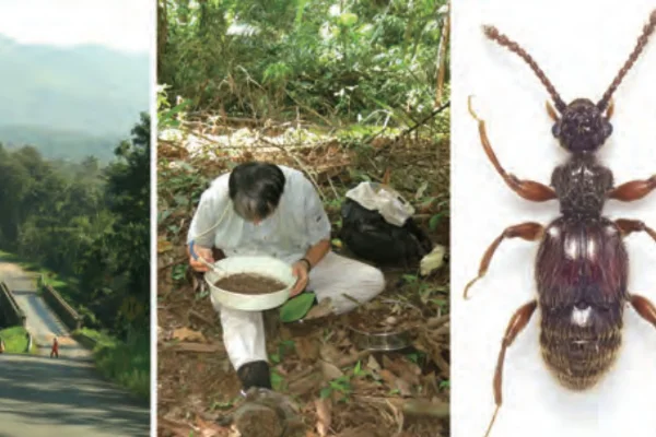 アリヅカムシ_研究
