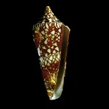 貝類（河村コレクション・櫻井コレクション）