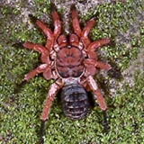 クモ・ダニ・サソリなど