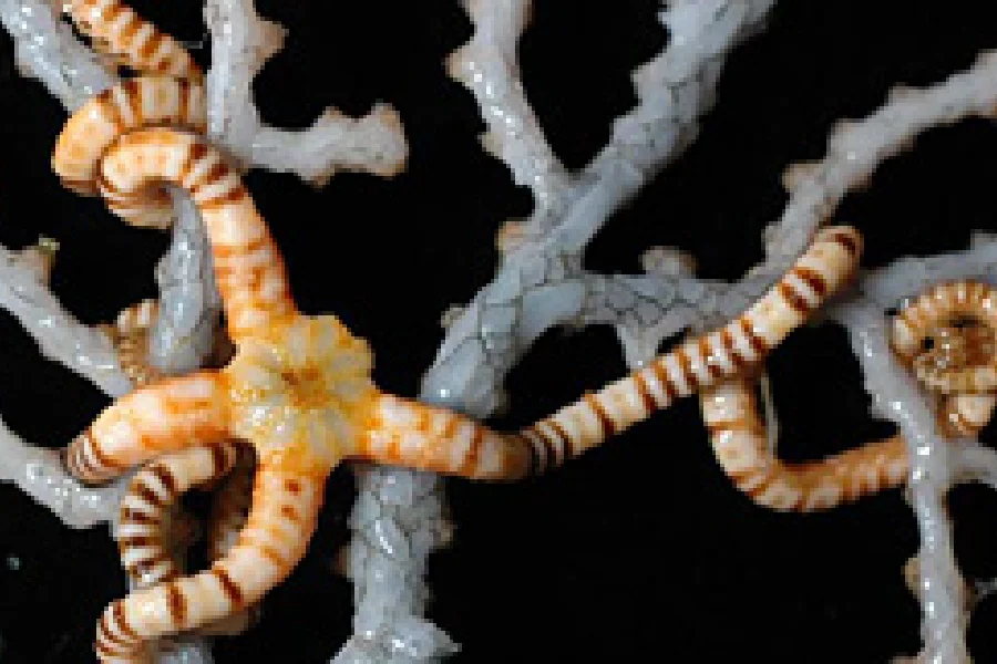 海生無脊椎動物