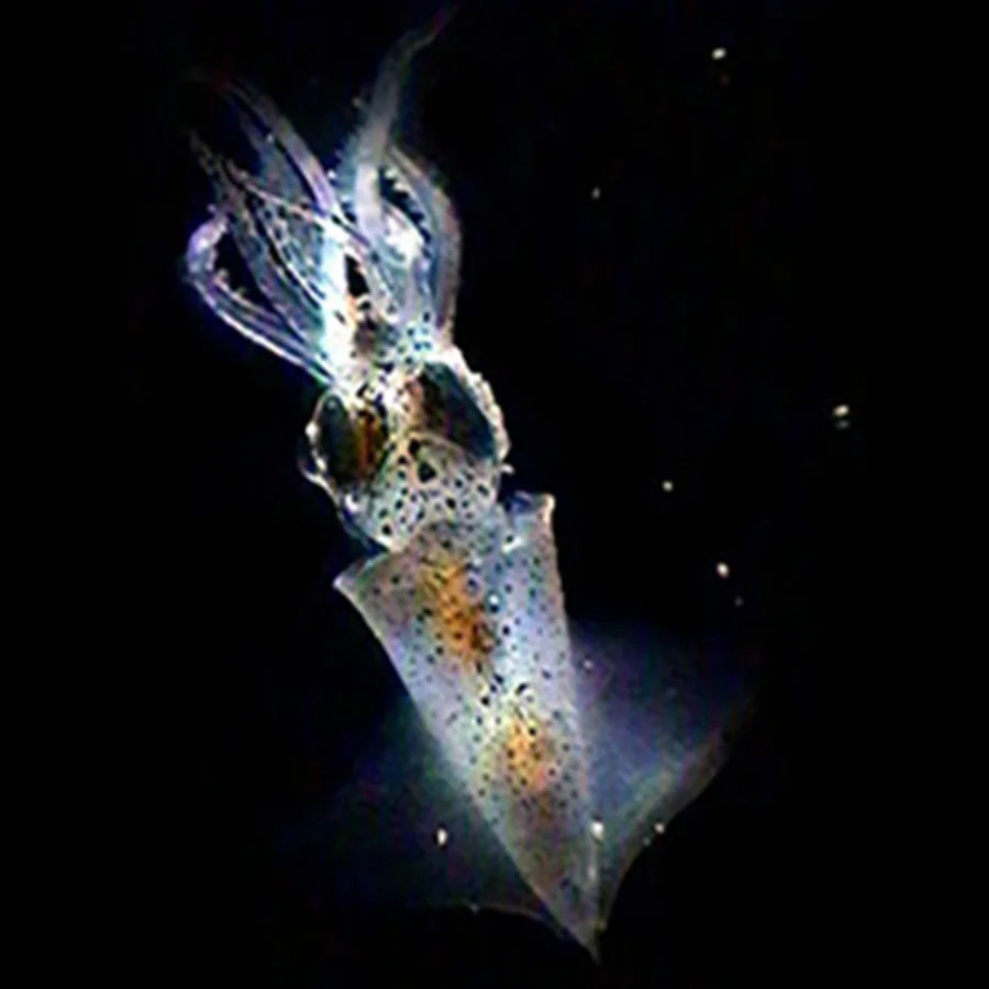 ホタルイカモドキ科の稚仔