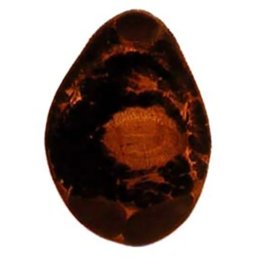 駿河湾産深海魚寄生の吸虫1