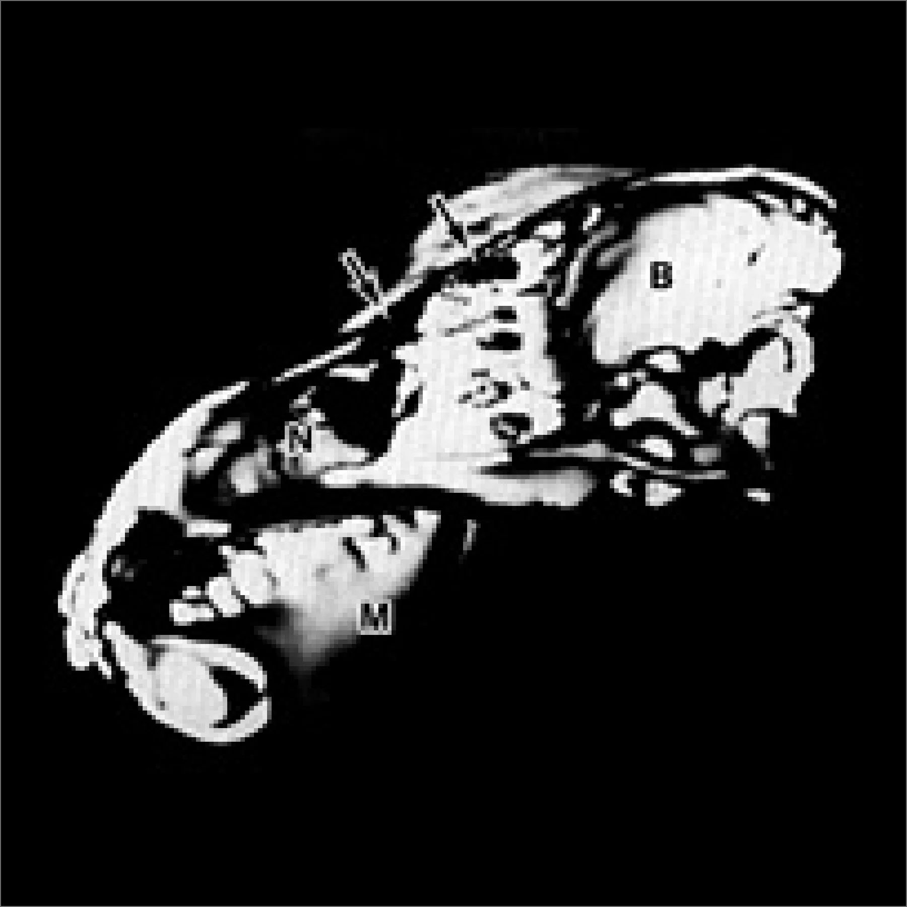 ニホンオオカミ頭蓋解析画像