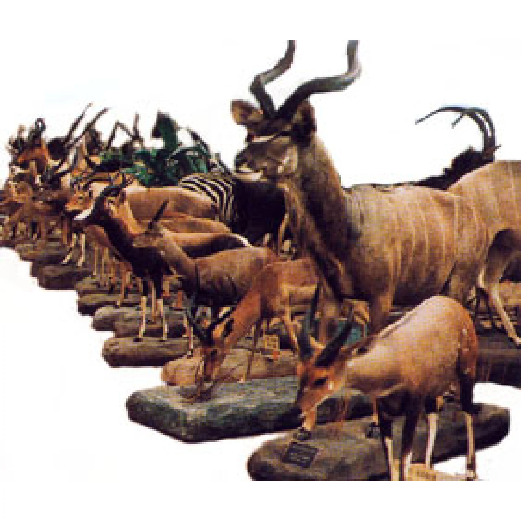 ヨシモト標本群