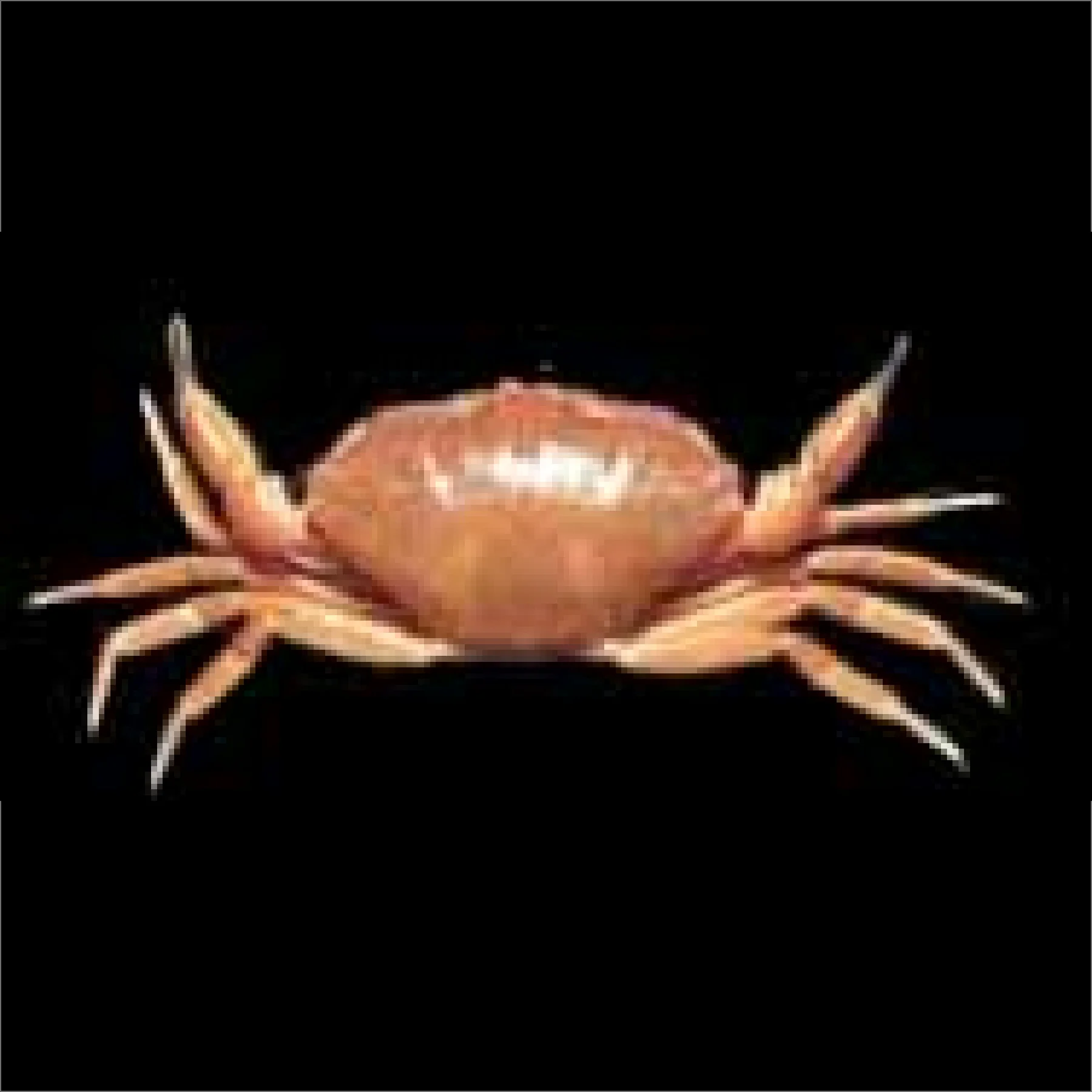 新種のカニ　Meriola corallina