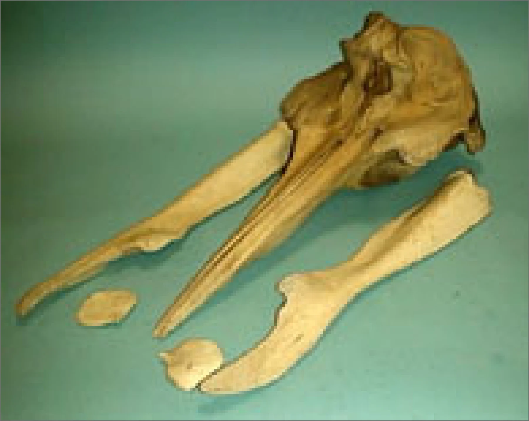 イチョウハクジラのタイプ標本