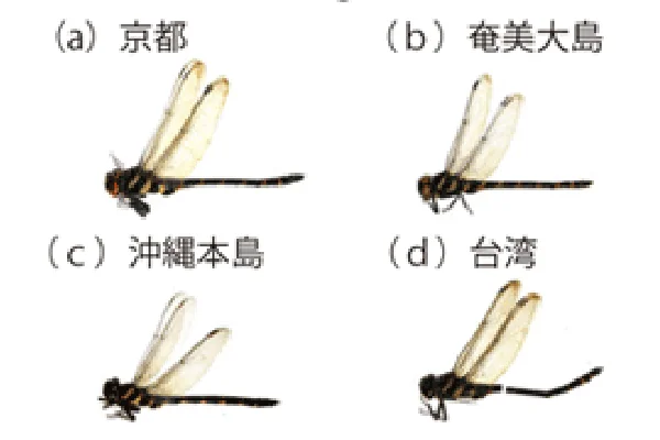 オニヤンマ_分布
