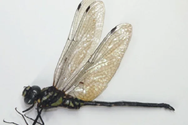 ラオス産_サラサヤンマ属_未記載種