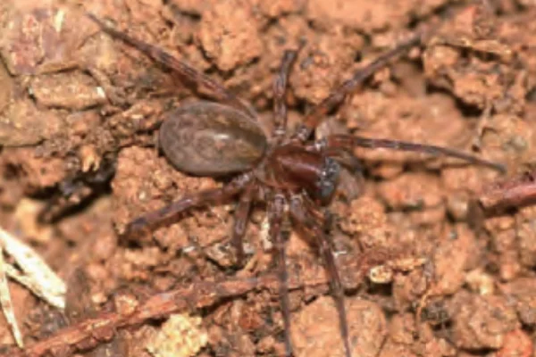 ゴトウヤチグモ