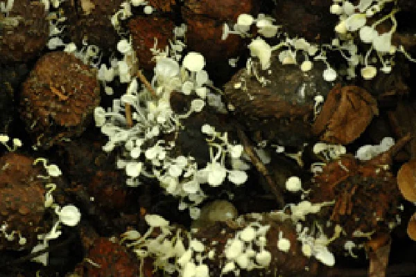 Dasyscyphella longistipitata_新種