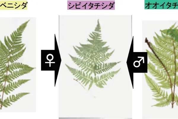 3種のシダ植物