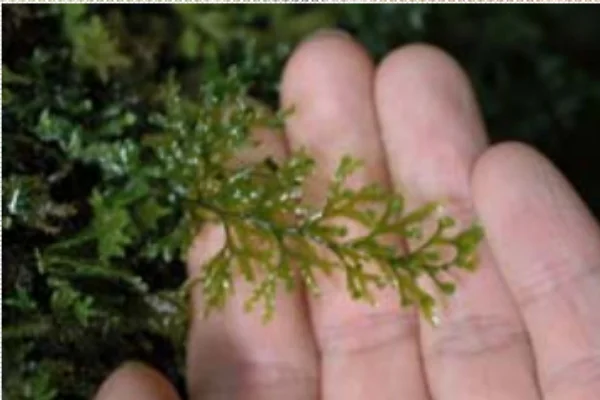 コケシノブ科‗葉.