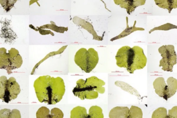 シダ植物‗様々な配偶体